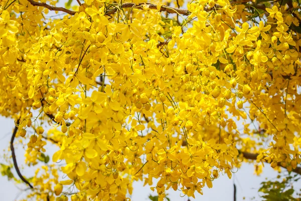 Золотой душ, оболочка из желтых листьев — стоковое фото