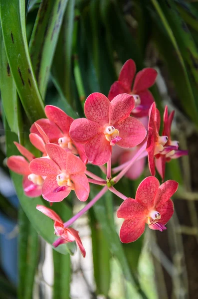 Bellissime orchidee rosse Close up — Foto Stock