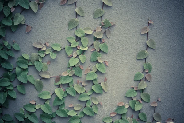 壁の背景につる植物 — ストック写真