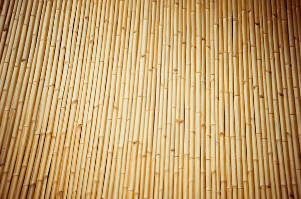 Bambu na Tailândia, Bambu dourado — Fotografia de Stock