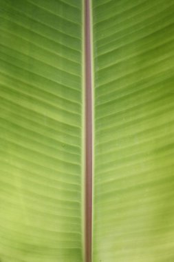 muz yaprağı arka plan