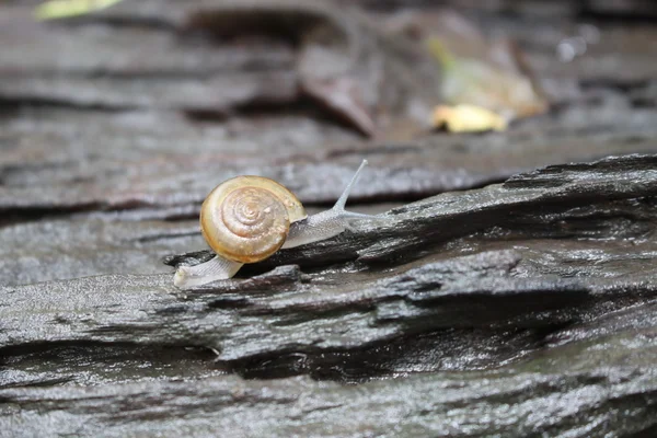 Caracol pequeno na madeira velha — Fotografia de Stock