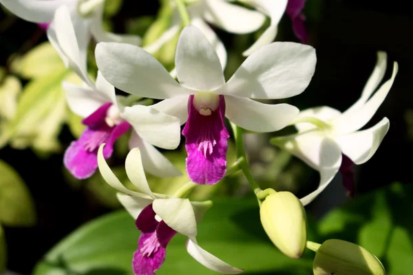 Fiori di orchidea in Thailandia . — Foto Stock