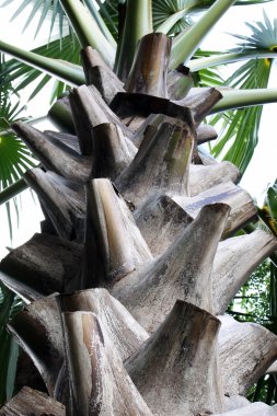 Palmiye ağaç gövdesi Tayland