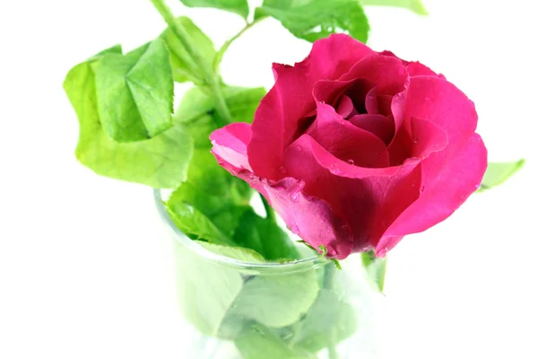Крупним планом червона троянда на білому тлі — стокове фото