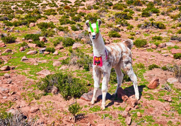 Altiplano 'daki Bolivya dağlarında Alpaca yavrusu