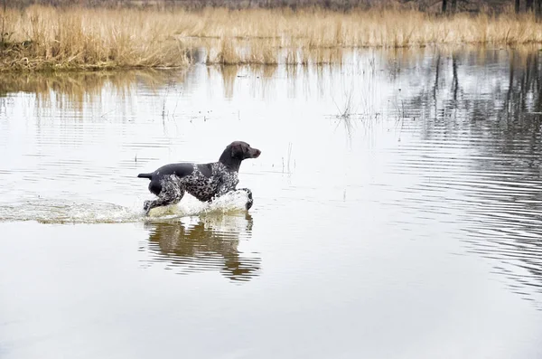 Kurzhar 'ın köpeğini bahar avına çıkardı.