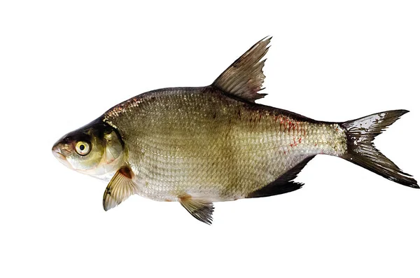 İzole edilmiş arkaplanda Bream