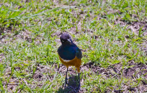 Muhteşem sığırcık Ngoronroro 'da böcekleri besliyor.