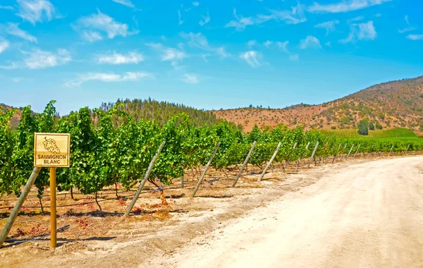 Szőlőskert Sauvignon Blanc — Stock Fotó