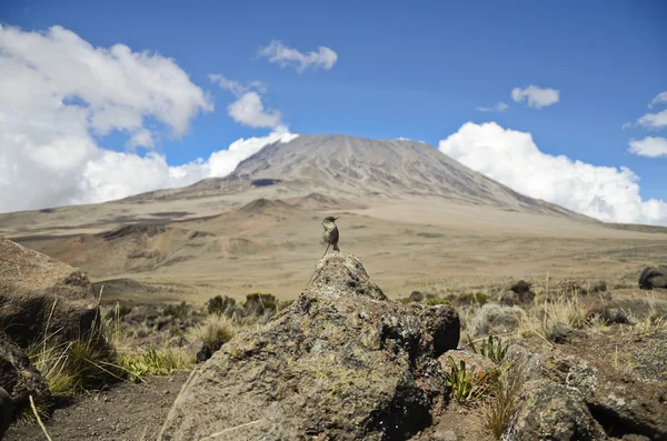 Bird on the Kilimanjaro — Stock Photo, Image