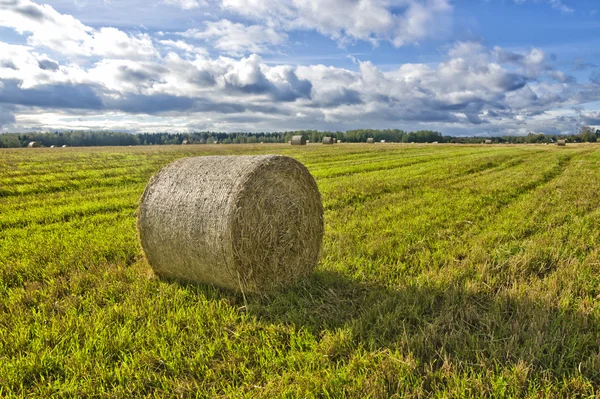 Bale de paja — Foto de Stock