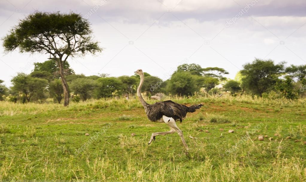 Running ostrich in savannah
