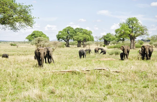 Пасущее стадо слонов — стоковое фото