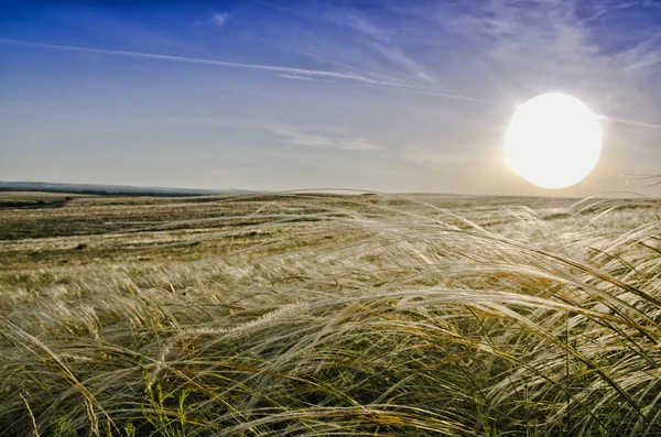 Bozkır içinde çiçek açan Krummenacher