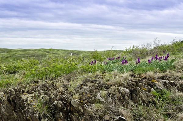 Iris sauvage dans la montagne Images De Stock Libres De Droits