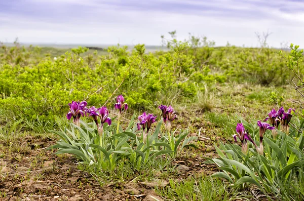 Iris sauvage dans la montagne Image En Vente