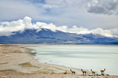 Group of Guanacos