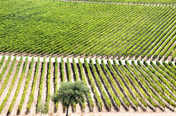 Rows of vineyard — Stock Photo, Image