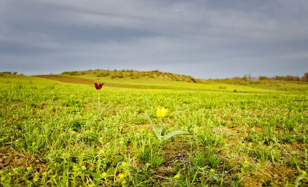 Wilde Tulpe in der Steppe — Stockfoto