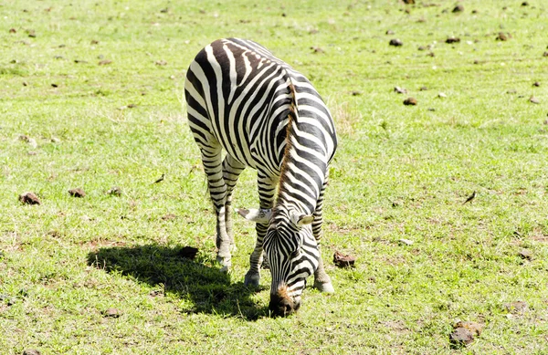 Grazing  Zebra — Stock Photo, Image