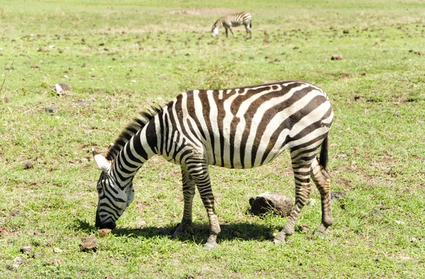 Weidende Zebras — Stockfoto