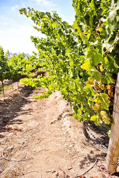 Row of  grape — Stock Photo, Image