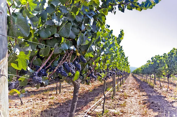 Rangée de raisins Carmenere — Photo