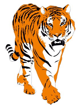 Beyaz bengal kaplanının vektör çizimi