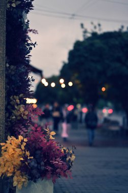 Sonbahar yaprakları, sonbahar bitkileri