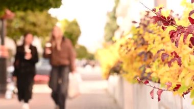 Parkta sonbahar yaprakları