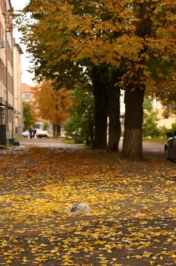 şehirde sonbahar manzara