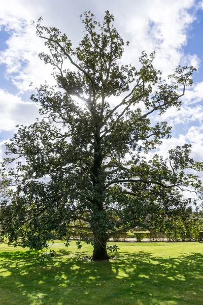 Büyük bir ağaç bahçe ile güneş ışığı