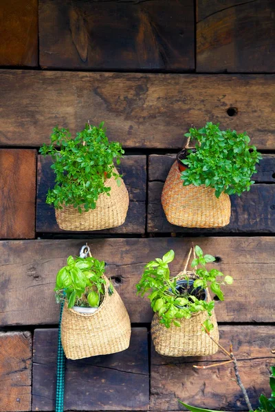 Fesleğen tencere bir duvar