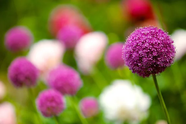 Bir kaya üzerine ahşap banklar