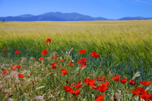 Bir kaya üzerine ahşap banklar