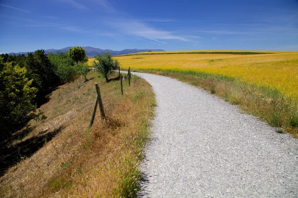 Buğday alanları üzerinde iz