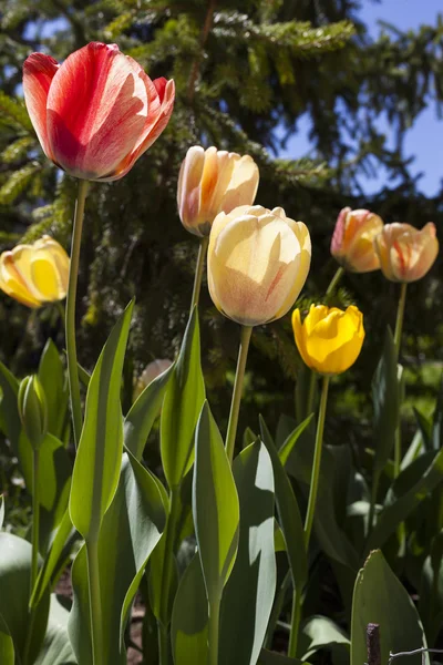 Lale ve çam ağacı