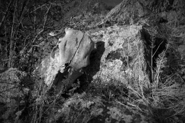 Nehir kenarındaki hayvan kafatası