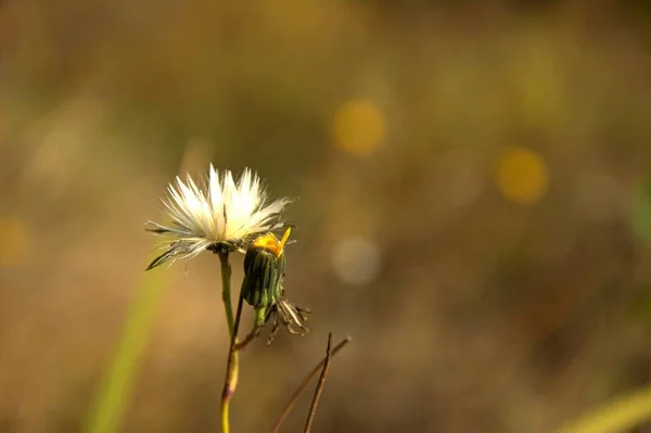 Sonbahar Güneşli Bir Günde Karahindiba Çiçeği — Stok fotoğraf