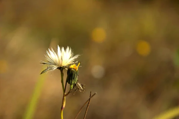 Flor Diente León Día Soleado Otoño —  Fotos de Stock