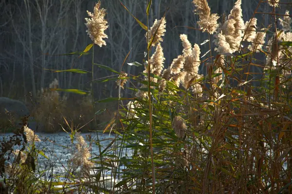 Herbst Schilfdickicht Flussküste — Stockfoto