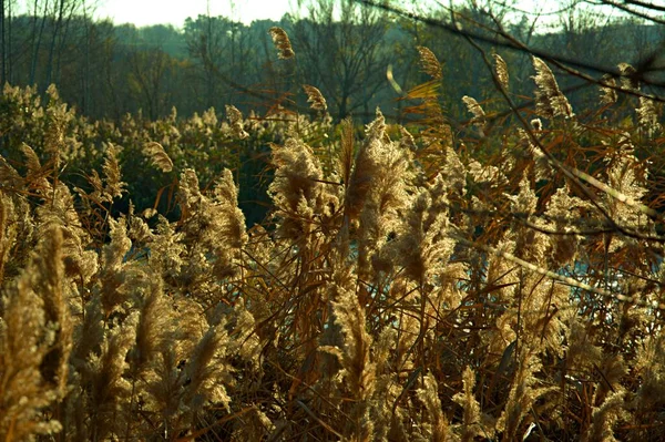 Autumn Reed Thickets River Coast — Stock Photo, Image