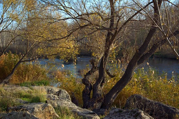 川の上の紅葉 — ストック写真