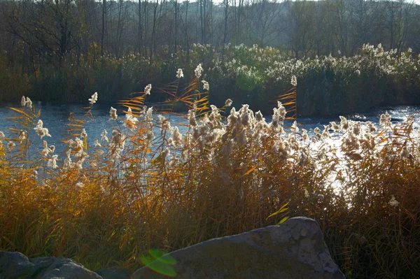 Herbst Schilfdickicht Flussküste — Stockfoto