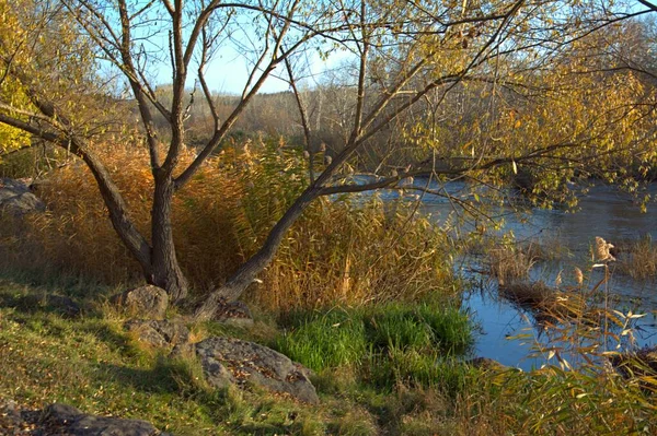 Arbres Automne Sur Rivière — Photo