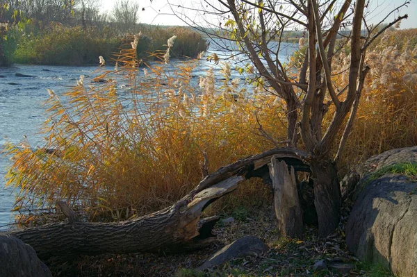 Herbstbäume Fluss — Stockfoto