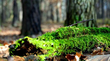 İlkbaharın başlarında orman parkı