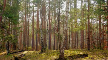 İlkbaharın başlarında orman parkı