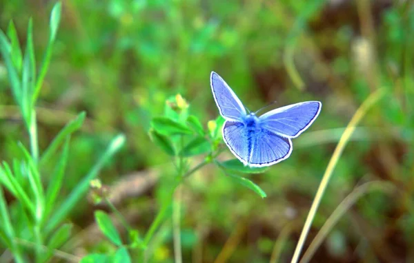 Schmetterlinge Motten Sommerinsekten Gras Ein — Stockfoto